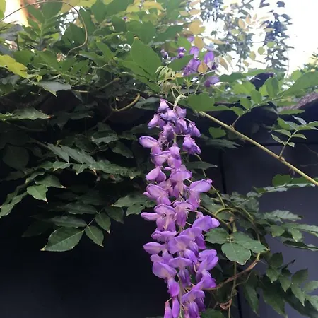 Les Cagettes En Perpignan