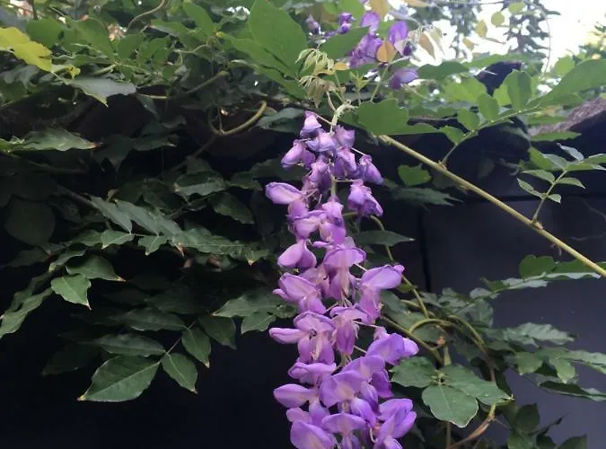 Les Cagettes En Perpignan